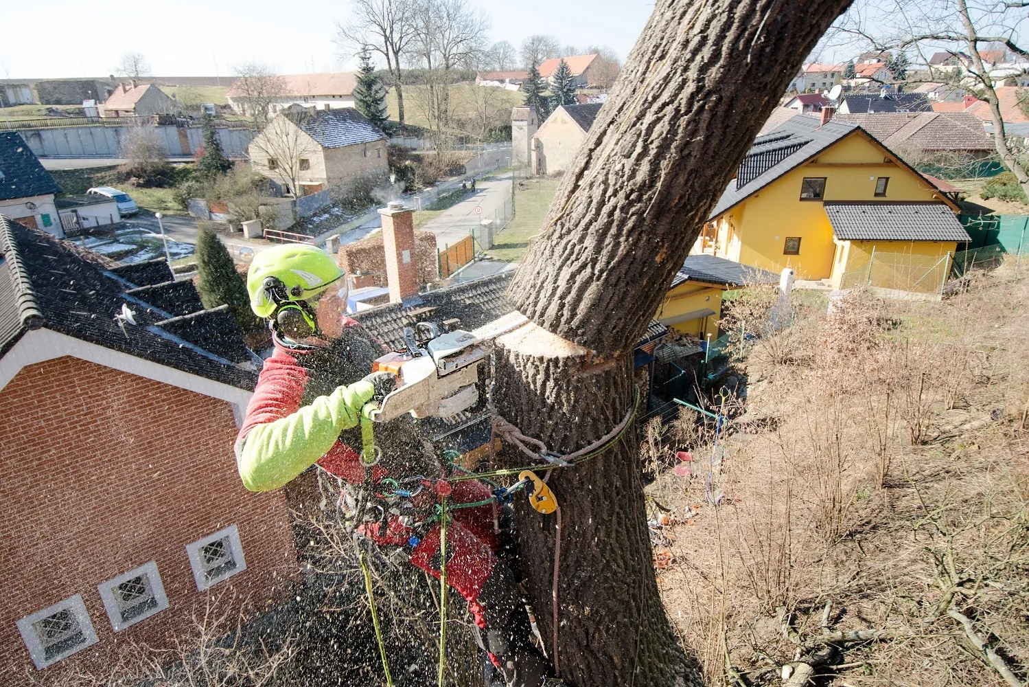 What Does an Arborist Do